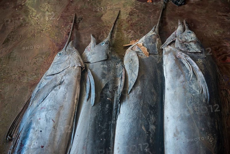 Sword fish for sale