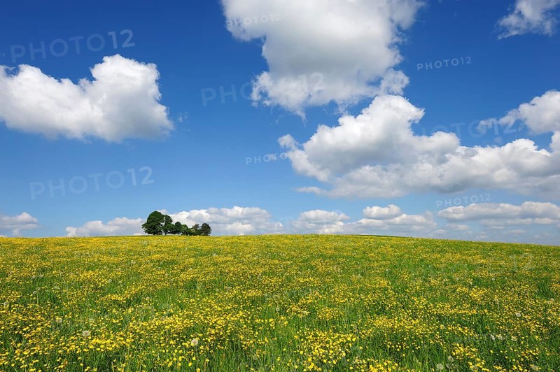Flower meadow near Degerndorf