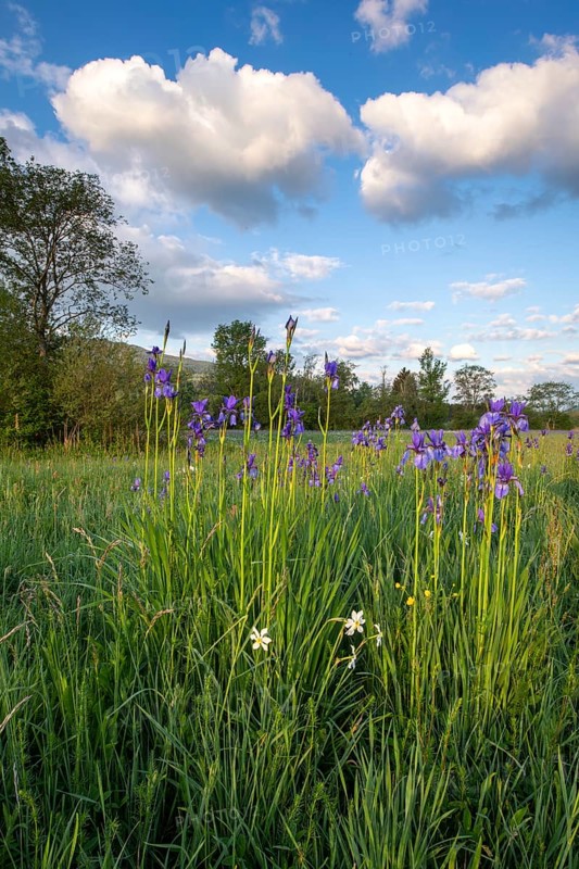 Meadow with white mountain daffodils (Narcissus radiiflorus) and Siberian iris (Iris sibirica)