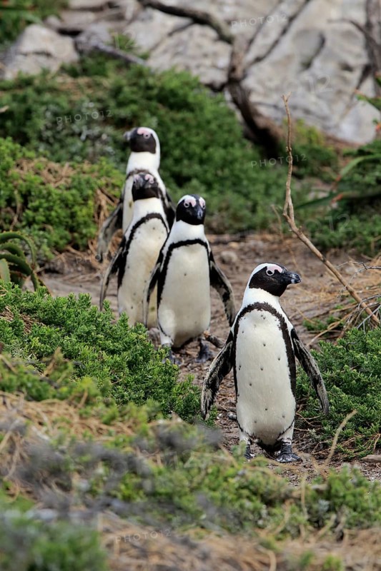 African penguin (Spheniscus demersus)