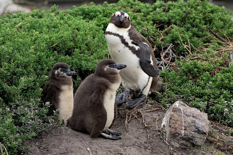 African penguin (Spheniscus demersus)