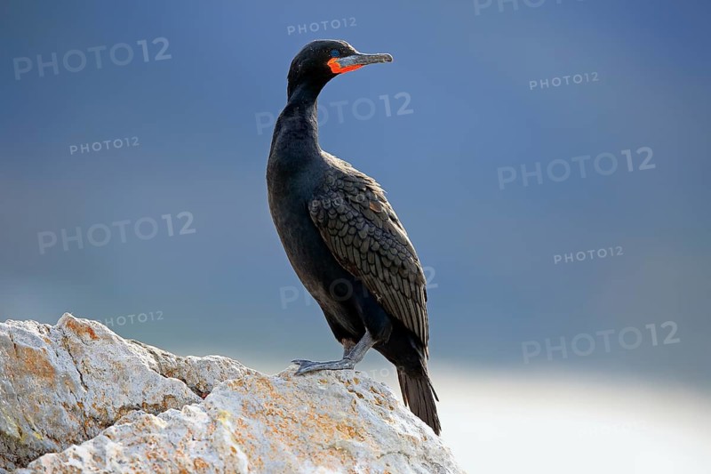 Cape Cormorant