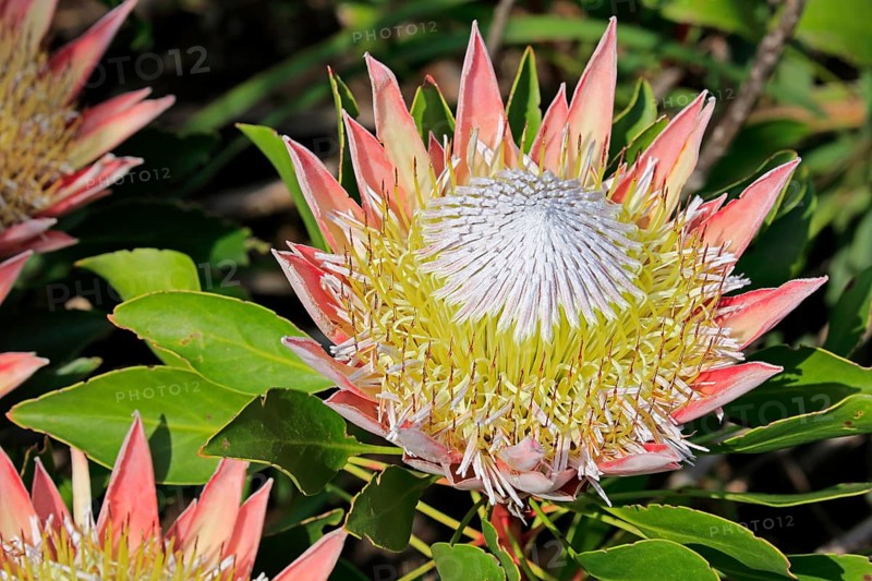 King Protea (Protea cynaroides)