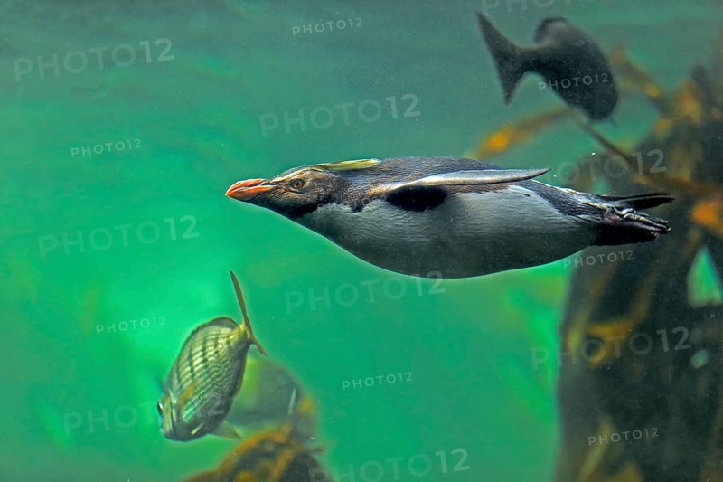 Northern Rockhopper Penguin (Eudyptes chrysocome)