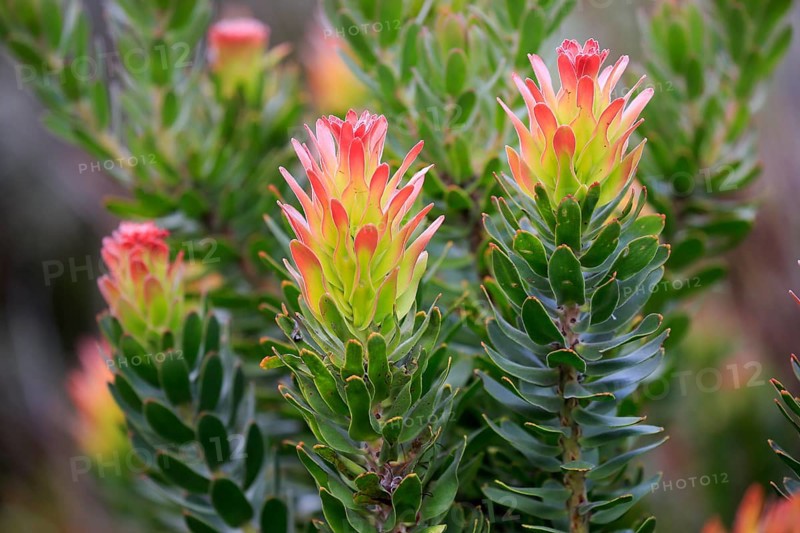 Protea