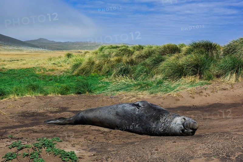 Southern elephant seal (Mirounga leonina)