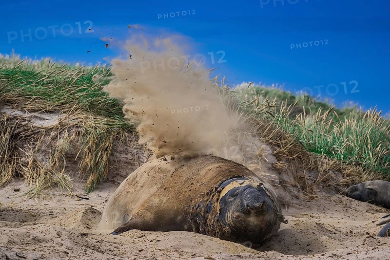 Southern elephant seal (Mirounga leonina)