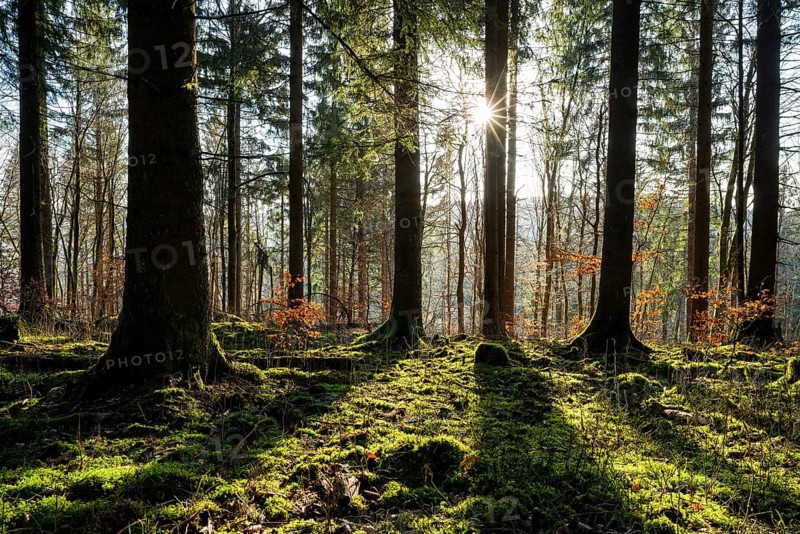 Spruce forest (Picea abies) in backlight with sun star