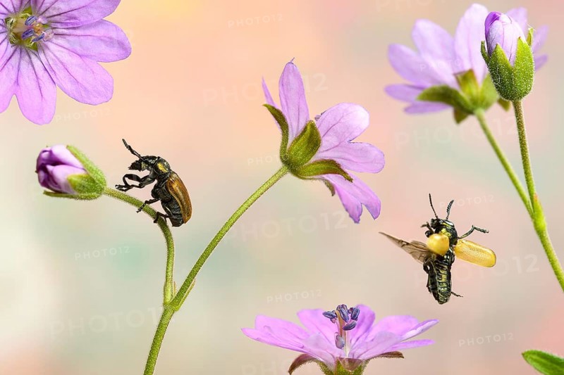 Labidostomis longimana (Labidostomis longimana) on the flower of the cranesbill (Geranium molle)