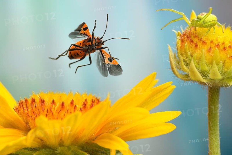 Corizus hyoscyami (Corizus hyoscyami) flies over the flower of a (Gaillardia)
