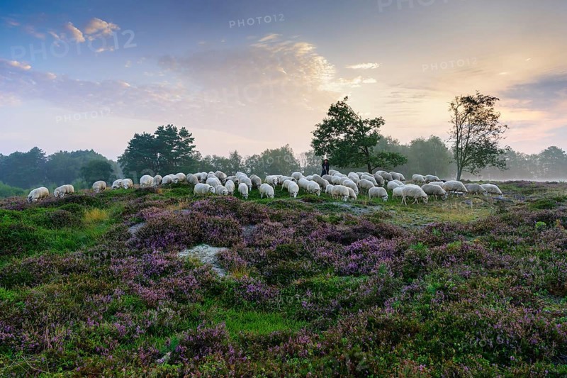 Shepherd with a flock of sheep in the heath at the Thuelsfeld dam at sunrise in the fog