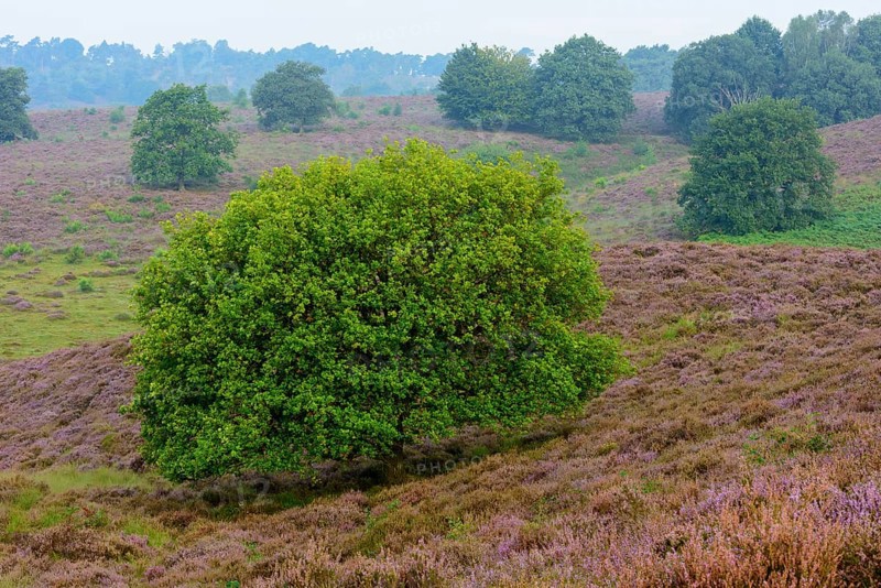 Oak in blooming heath with fog in the valleys