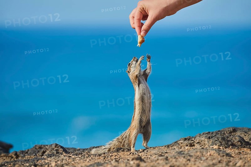 Barbary ground squirrel (Atlantoxerus getulus ) is fed