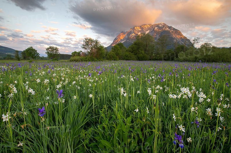 Meadow with white mountain daffodils (Narcissus radiiflorus) and Siberian iris (Iris sibirica)