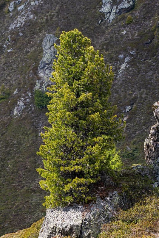 Swiss pine or (Pinus cembra) grows on a rocky mountain slope