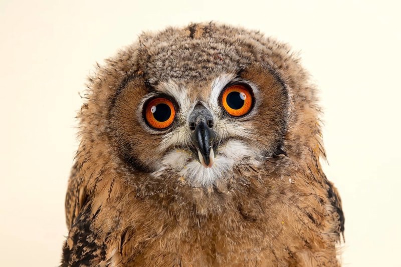 Bengal Eagle Owl