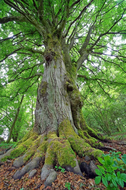 Old gnarled beech (Fagus sylvatica)