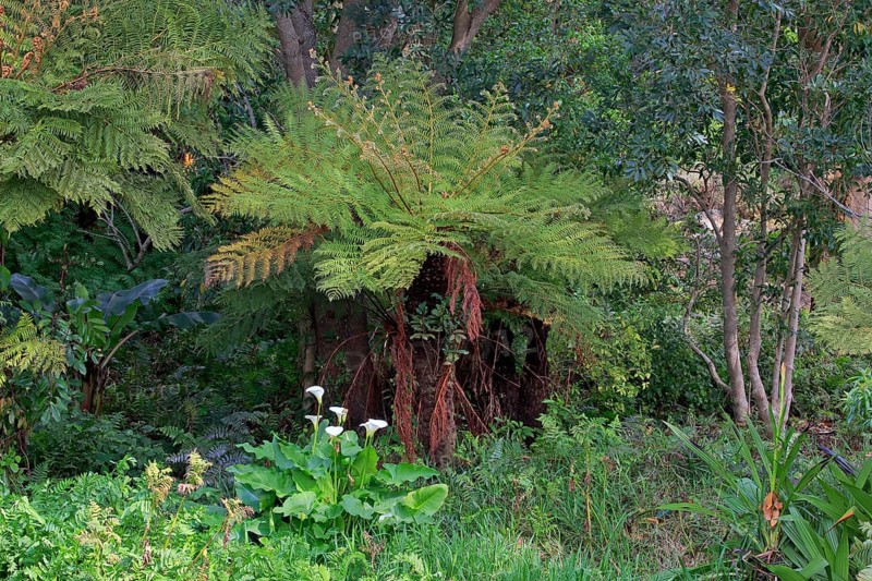 Cape Beaker Fern