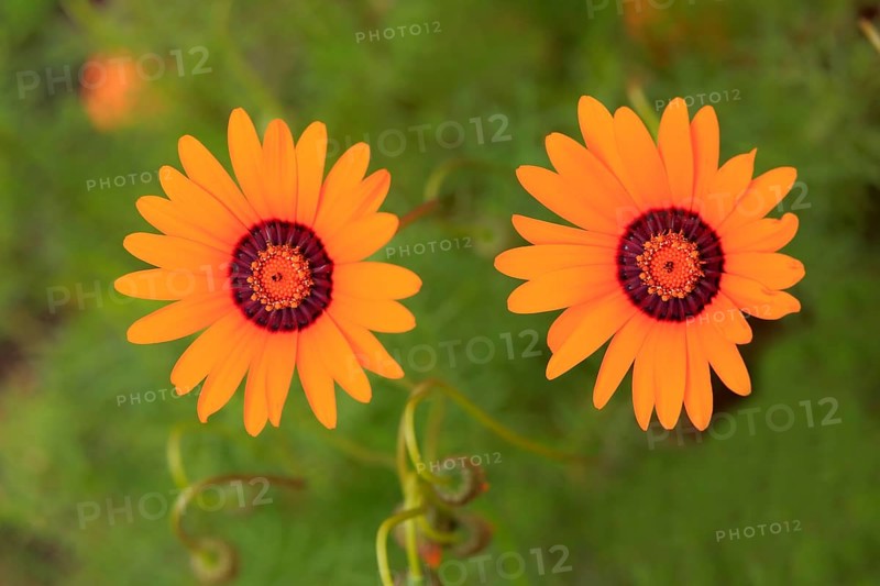 Namaqua parachute daisy (Ursinia calenduliflora )