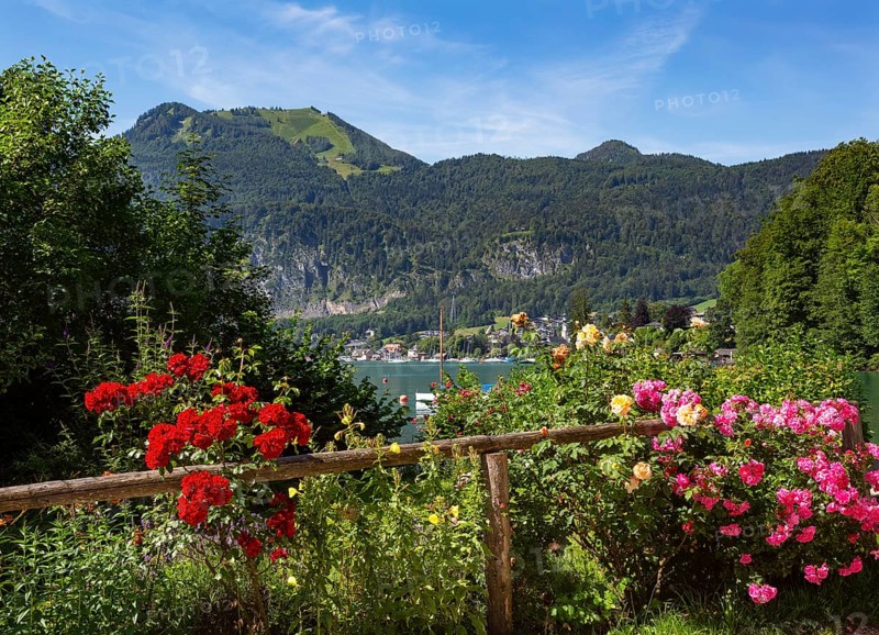 Rose hedge in the district of Brunnwinkl