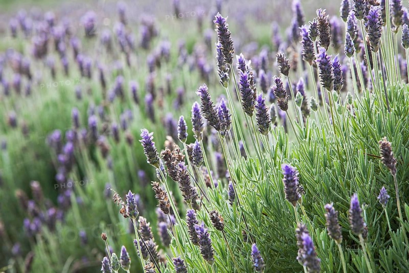 Lavender plantation at the eco farm Sao Benedito