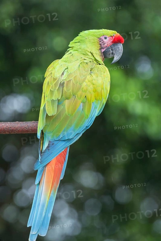 Military macaw (Ara militaris)