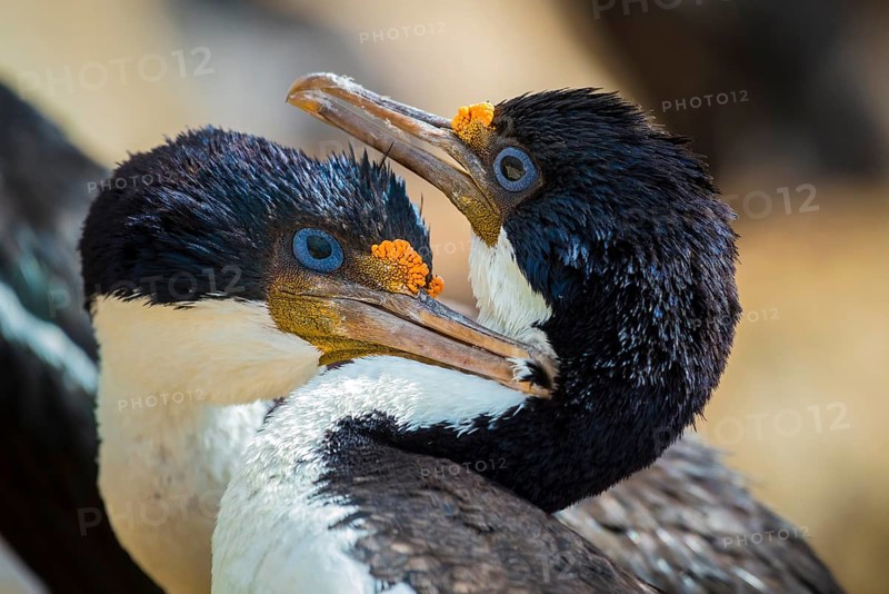 Blue-eyed cormorants (Leucocarbo atriceps or Phalacrocorax atriceps) also Antarctic cormorant