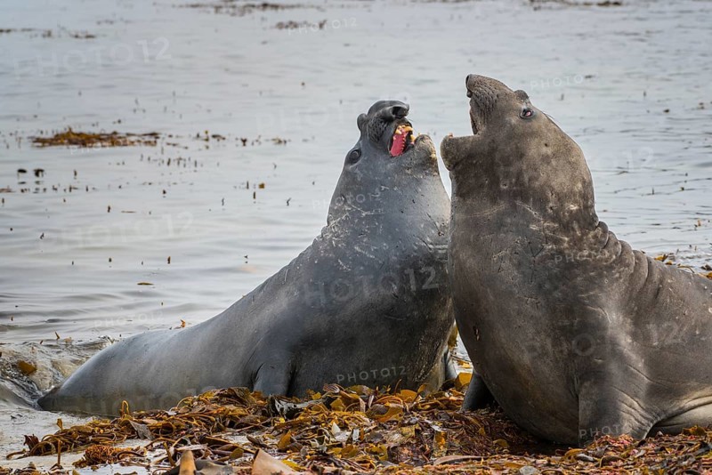 Southern elephant seal (Mirounga leonina)