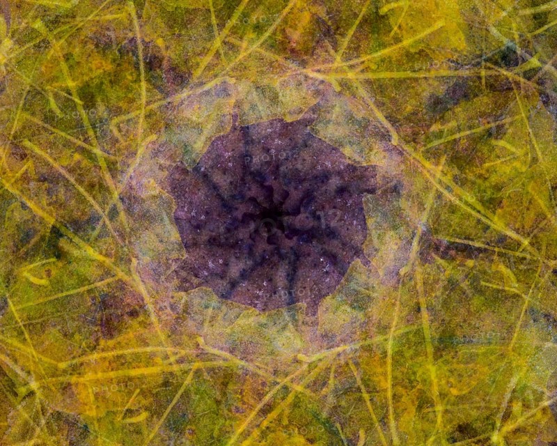 Autumn mosaic