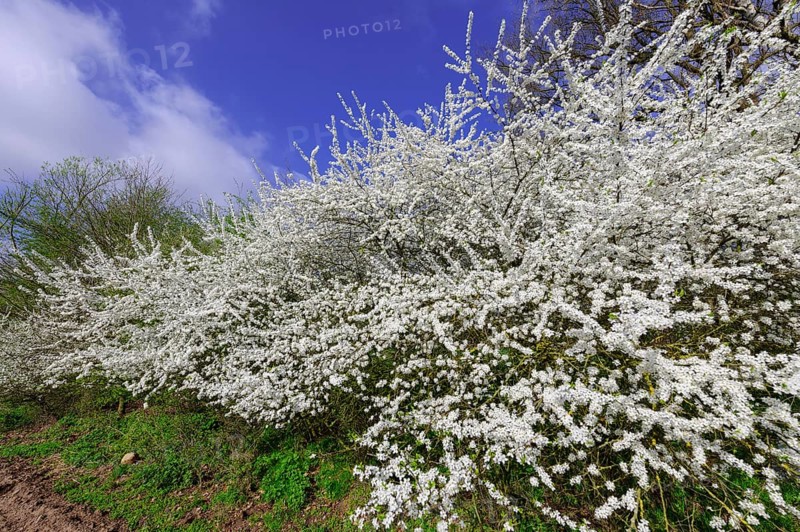 Flowering sloe hedge in spring