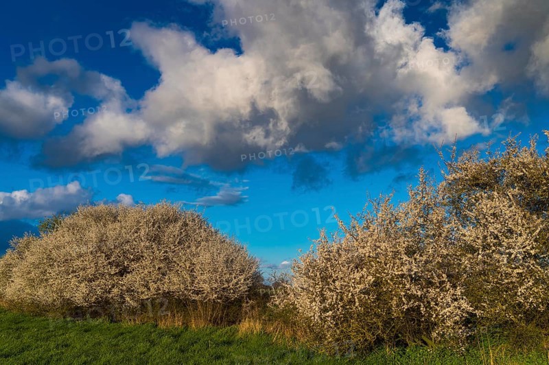 Cloud formation over a blooming sloe hedge in spring