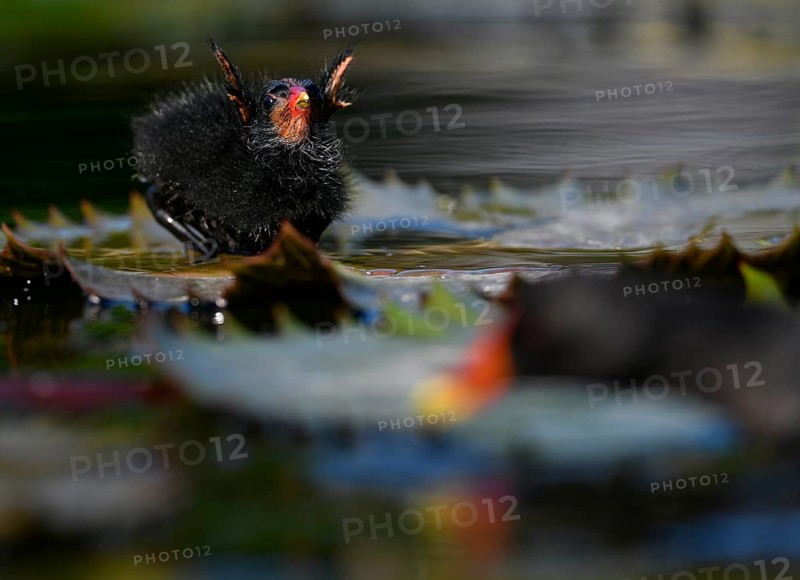 Common moorhen (Gallinula chloropus )