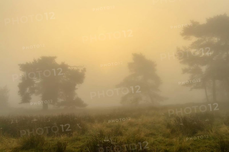 Pines at sunrise in the fog in the heath