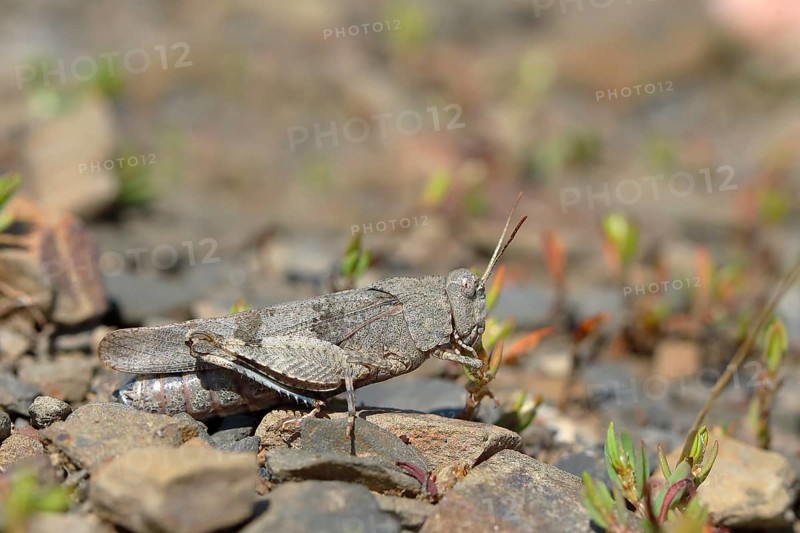 Blue-winged grasshopper (Oedipoda caerulescens ) Ehringshausen
