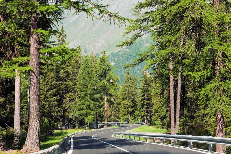 Alpine road through the forest