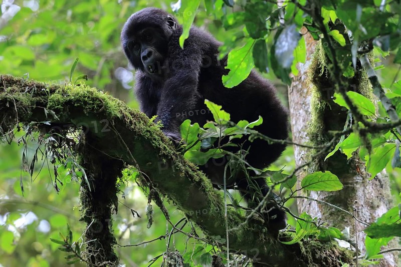 Mountain gorilla (Gorilla beringei beringei) Monkeys