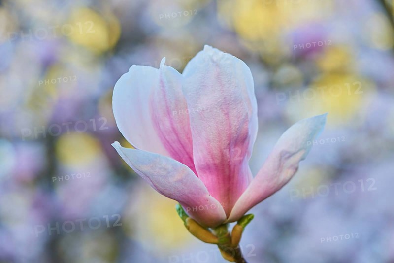 Flower of Saucer Magnolia (Magnolia x soulangeana)