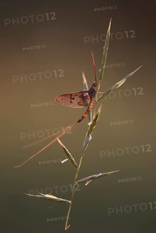 Mayfly (Ephemeroptera) sitting on a culm in warm light