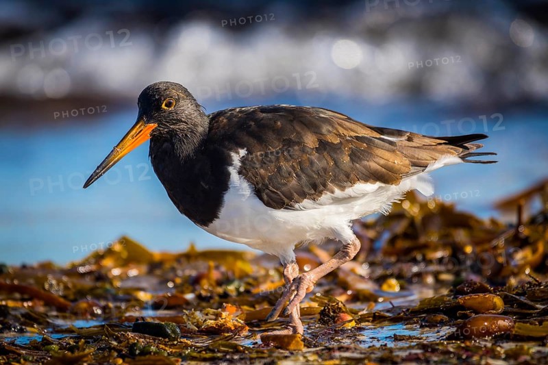 Magellanic Oystercatcher (Haematopus leucopodus)