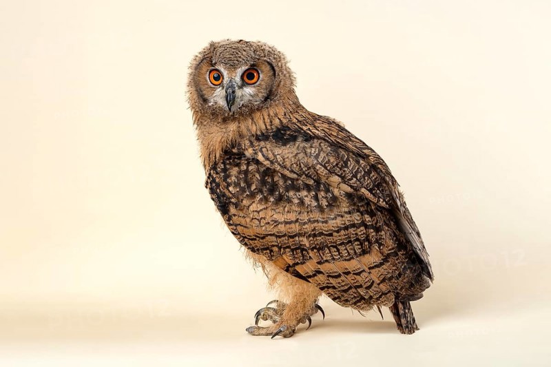 Indian eagle-owlalso or (Bubo bengalensis)