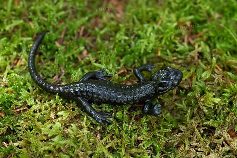 Alpine Salamander (Salamandra atra)
