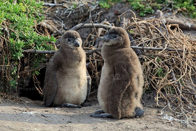 African penguin (Spheniscus demersus)