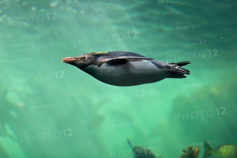 Northern Rockhopper Penguin (Eudyptes chrysocome)