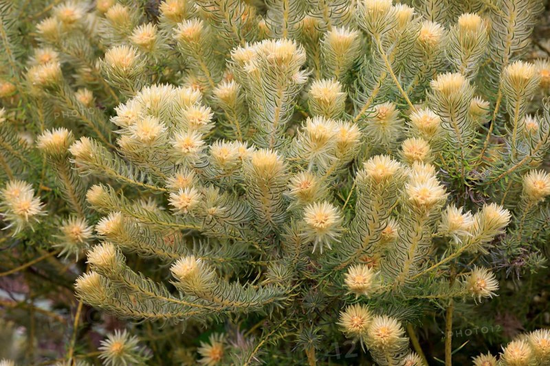 Phylica (Phylica pubescens)