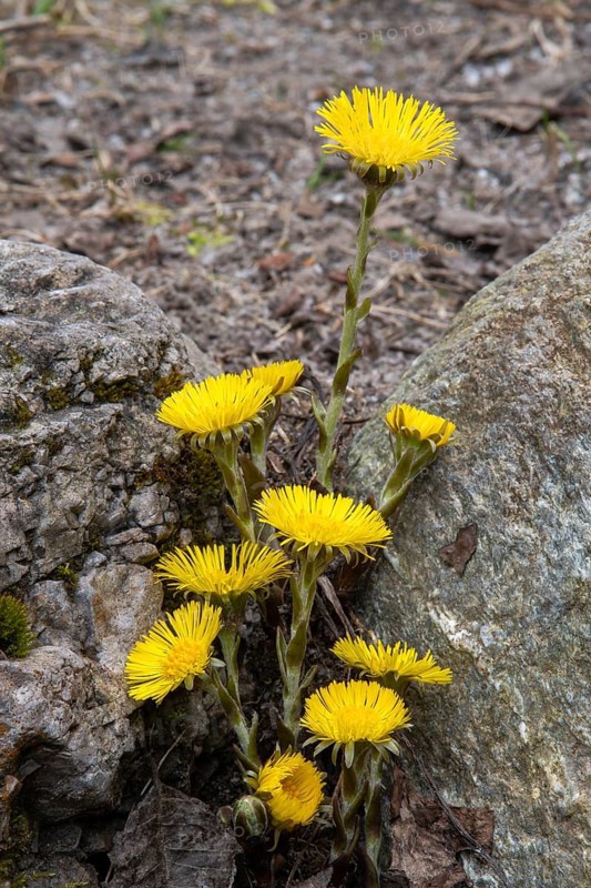 Coltsfoot (Tussilago farfara)