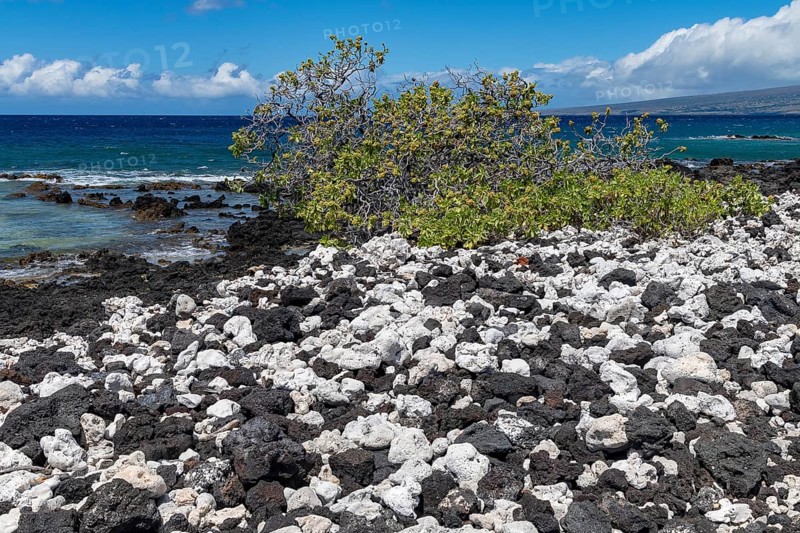 Lava and corals with gnarled trees