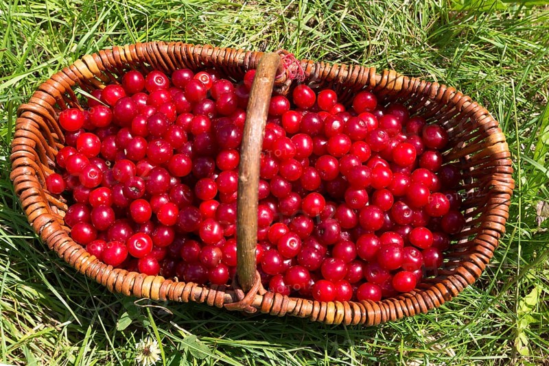 Freshly picked sour cherries in a basket