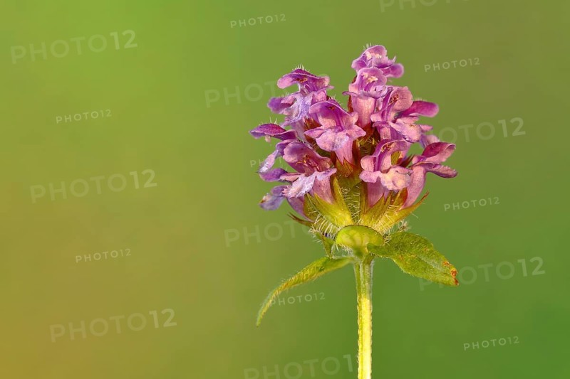 Self-heal (Prunella vulgaris