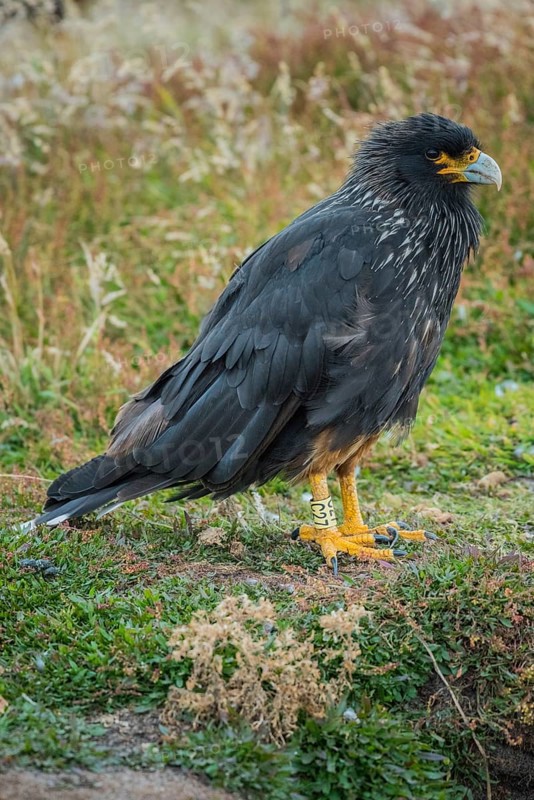 Striated Caracara (Phalcoboenus australis)