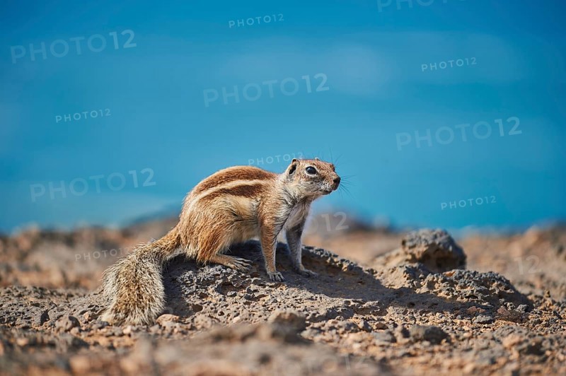 Barbary ground squirrel (Atlantoxerus getulus ) on a rock